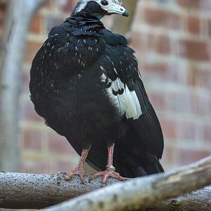 Blue-throated piping-guan : Cotswold WP : 19 Jul 2015