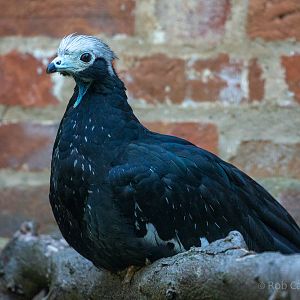 Blue-throated piping-guan : Cotswold WP : 19 Jul 2015