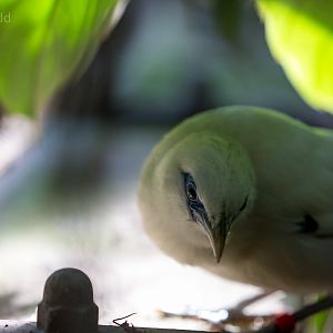 Bali mynah : Cotswold WP : 19 Jul 2015