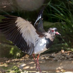 Southern lapwing : Cotswold WP : 20 Oct 2015