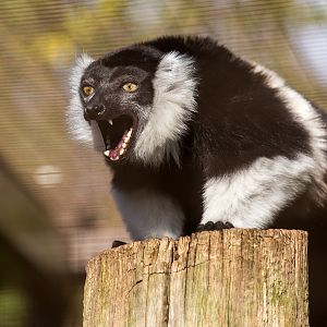 White-belted black-and-white ruffed lemur : Cotswold WP : 20 Oct 2015