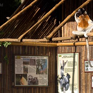Crowned sifaka : Cotswold WP : 20 Oct 2015