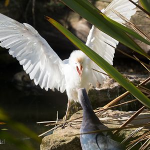 Cattle egret : Cotswold WP : 20 Oct 2015