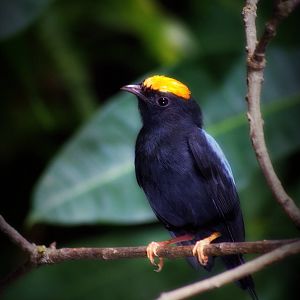 Lance-tailed manakin