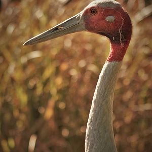 Sarus crane