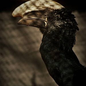 Silvery-cheeked hornbill