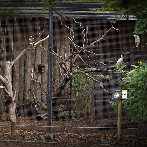 Red-vented cockatoo exhibit