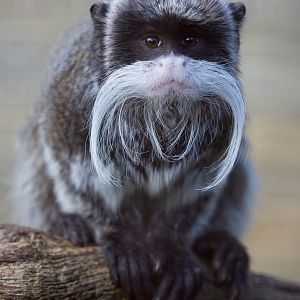 Emperor tamarin : Cotswold WP : 20 Oct 2015