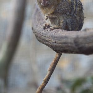 Pygmy marmoset : Cotswold WP : 20 Oct 2015