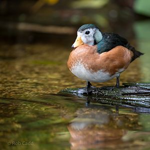 African pygmy-goose : Cotswold WP : 20 Oct 2015