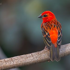 Red fody : Cotswold WP : 20 Oct 2015