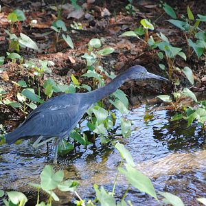 Little Blue Heron