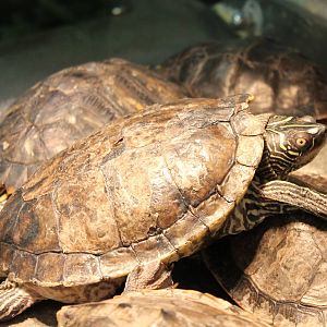 Turtle tortoise terrapine ID