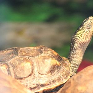 Chinese striped-neck turtle