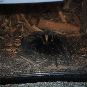 Brazilian Greysmoke Tarantula