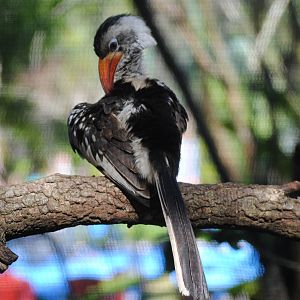Red-Billed Hornbill
