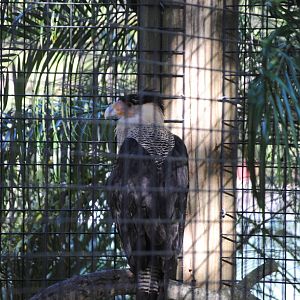 Northern Crested Caracara