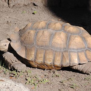 African Spurred Tortoise