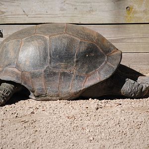 Aldabra Giant Tortoise