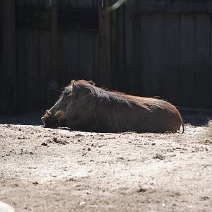 Common Warthog