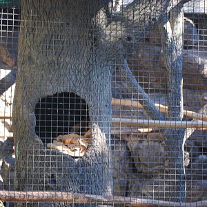 Kinkajou Enclosure