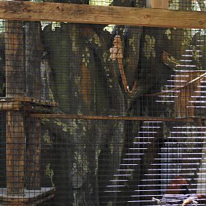 Red Ruffed Lemur Enclosure