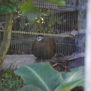 Palawan Peacock-Pheasant