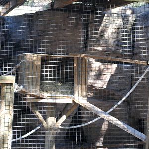 Common Brown Lemur Enclosure
