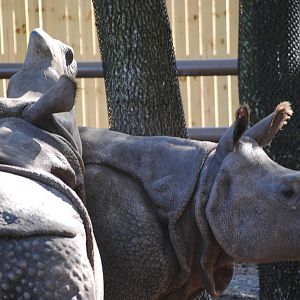 Indian Rhinoceros