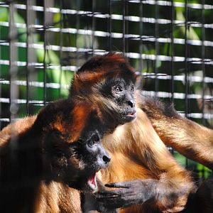 Nicaraguan Spider Monkeys
