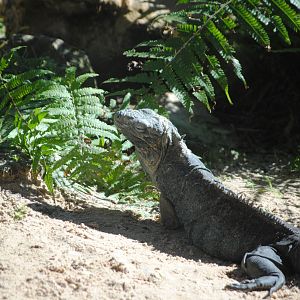 Grand Cayman Iguana