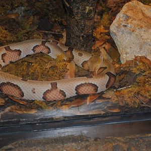 Southern Copperhead