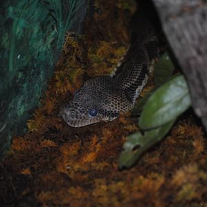 Malagasy Tree Boa
