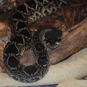Eastern Diamondback Rattlesnakes