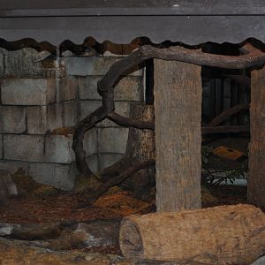 South American Bushmaster and Terciopelo Enclosure