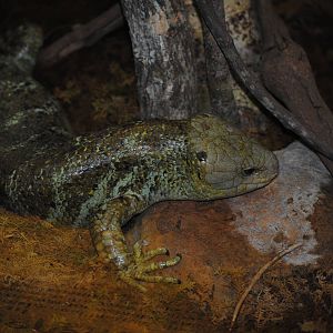 Solomon Islands Skink