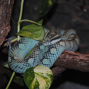 Sri Lankan Pitviper