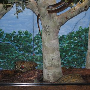 Papuan Taipan Enclosure