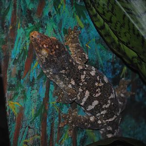 New Caledonian Giant Gecko