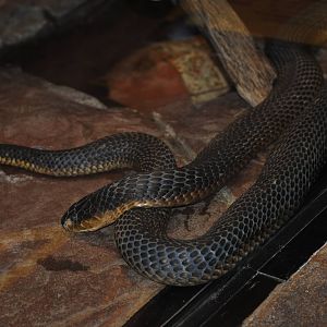 Egyptian Cobra