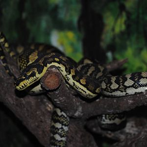 Jungle Carpet Python