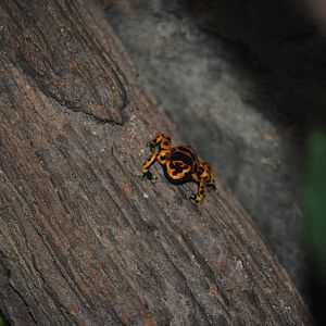 Yellow-Banded Poison Dart Frog