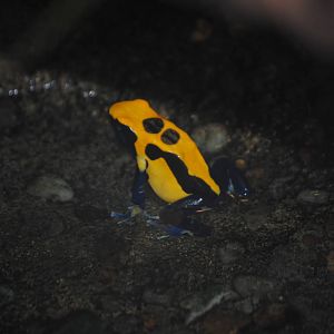 Dyeing Poison Dart Frog