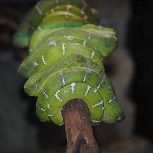 Emerald Tree Boa