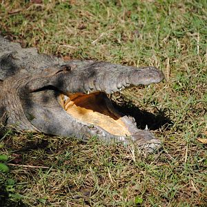 American Crocodile