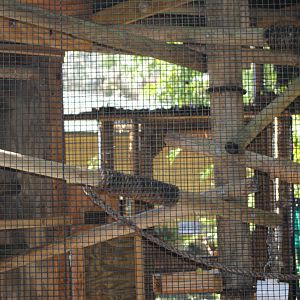 Linnaeus's Two-Toed Sloth Enclosure