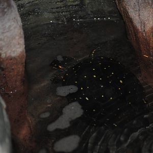 Spotted Turtle