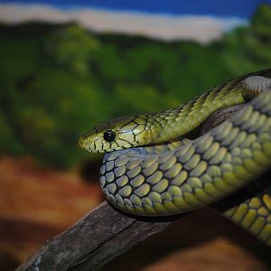Western Green Mamba