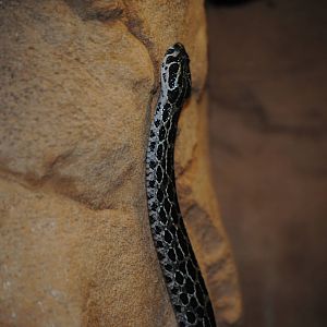 Mexican Lance-Headed Rattlesnake