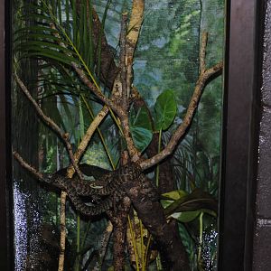Beautiful Pitviper Enclosure